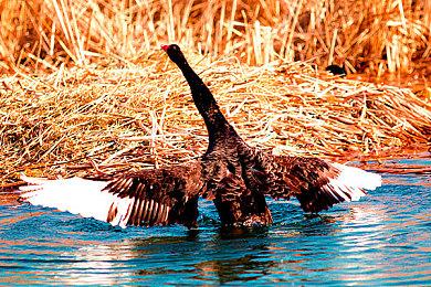 《生化危机4：重制版》日语版声优 森川智之再配里昂